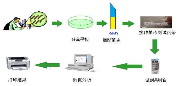 APIweb细菌鉴定系统(金标准)